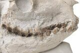 Fossil Oreodont (Merycoidodon) Skull with Associated Bones #232219-2